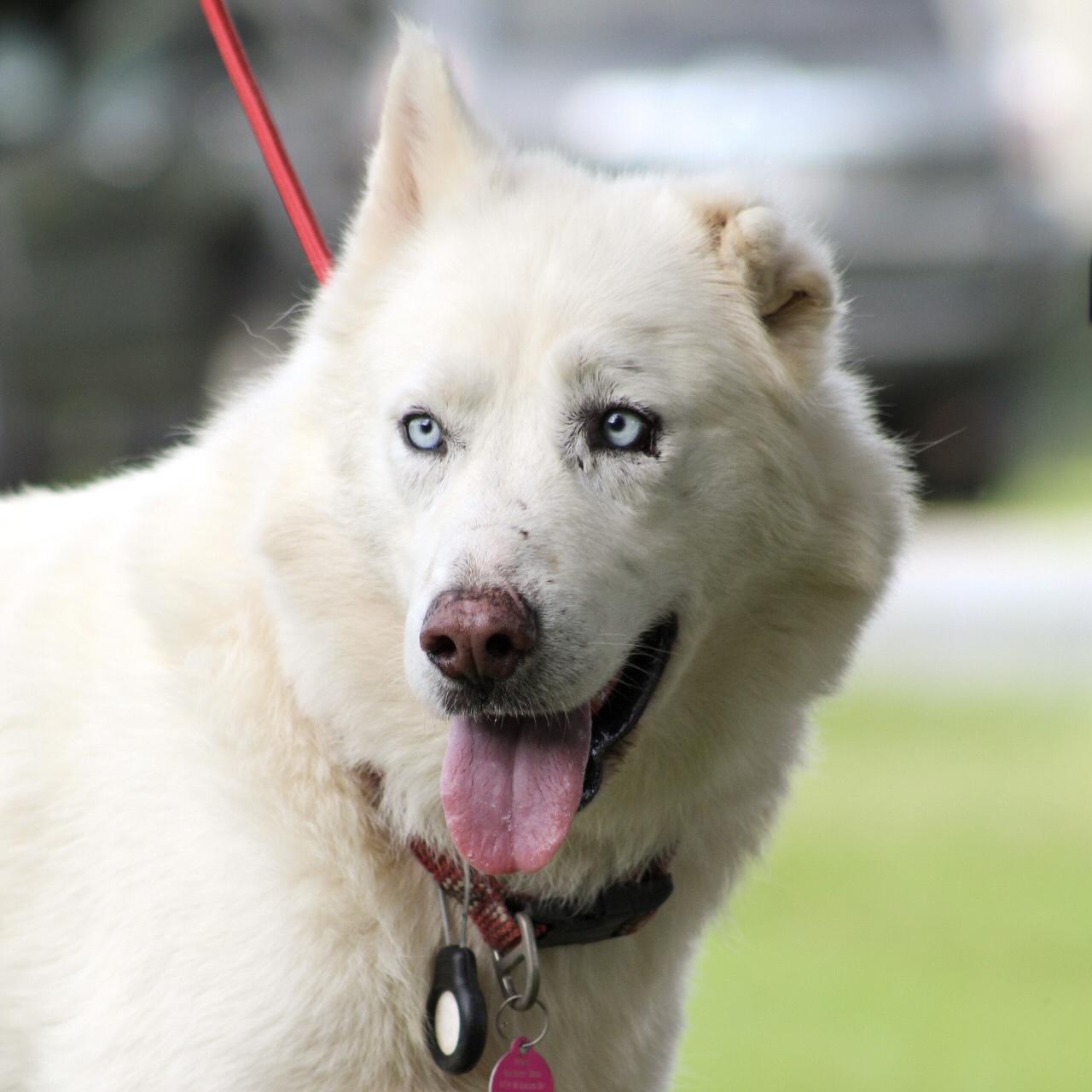 Enlarge Salt Water, a Adoptable mixed breed in Punta Gorda, FL image 2/6
