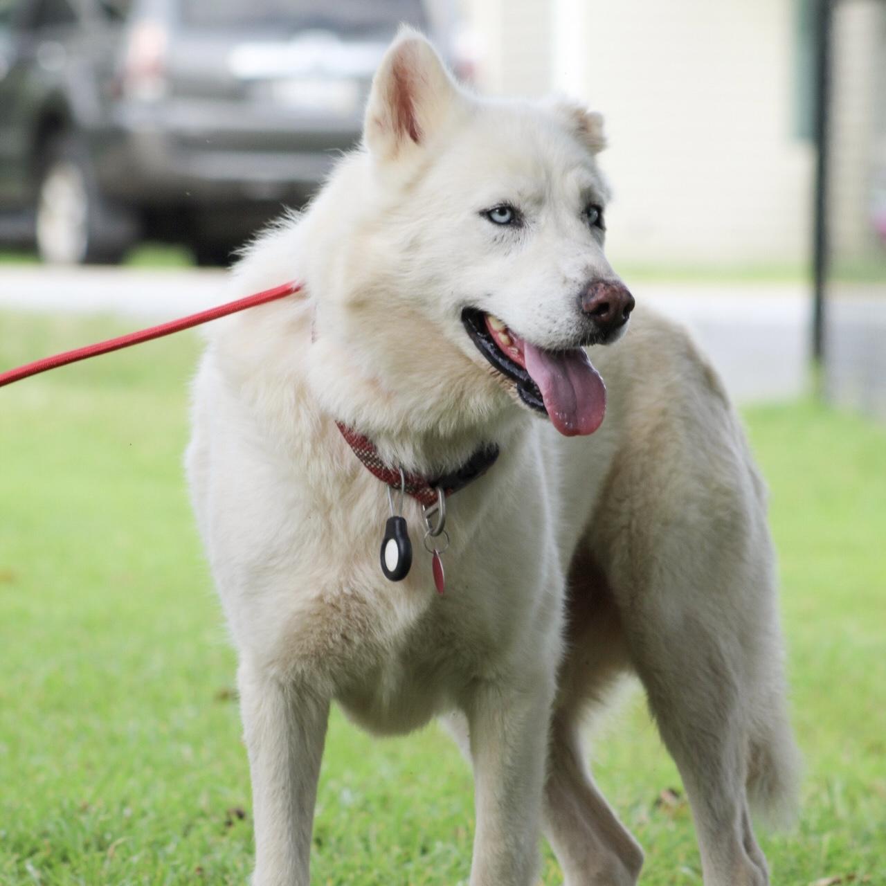 Salt Water, Adoptable, Adult Male Husky.