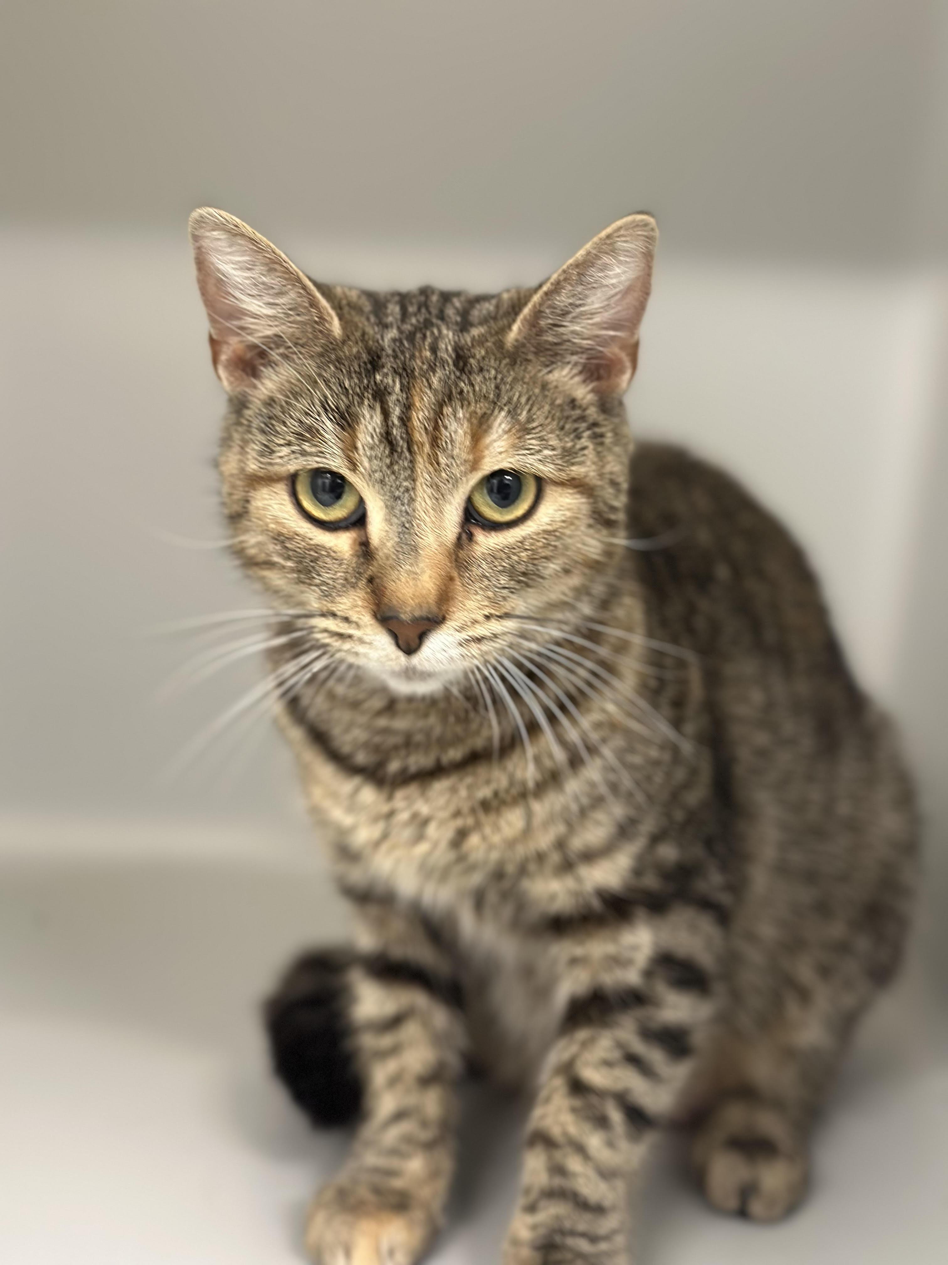 Karen, ADOPTABLE, Adult Female Domestic Short Hair.