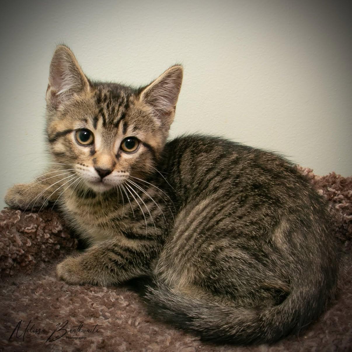 Enlarge Marion, a Adoptable Domestic Short Hair in Calgary, AB image 2/2