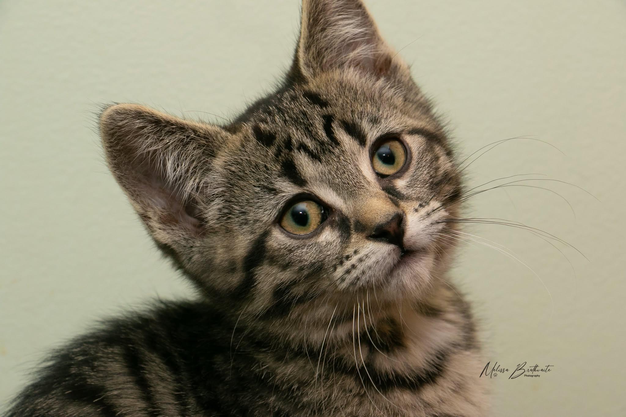 Enlarge Marion, a Adoptable Domestic Short Hair in Calgary, AB image 1/2