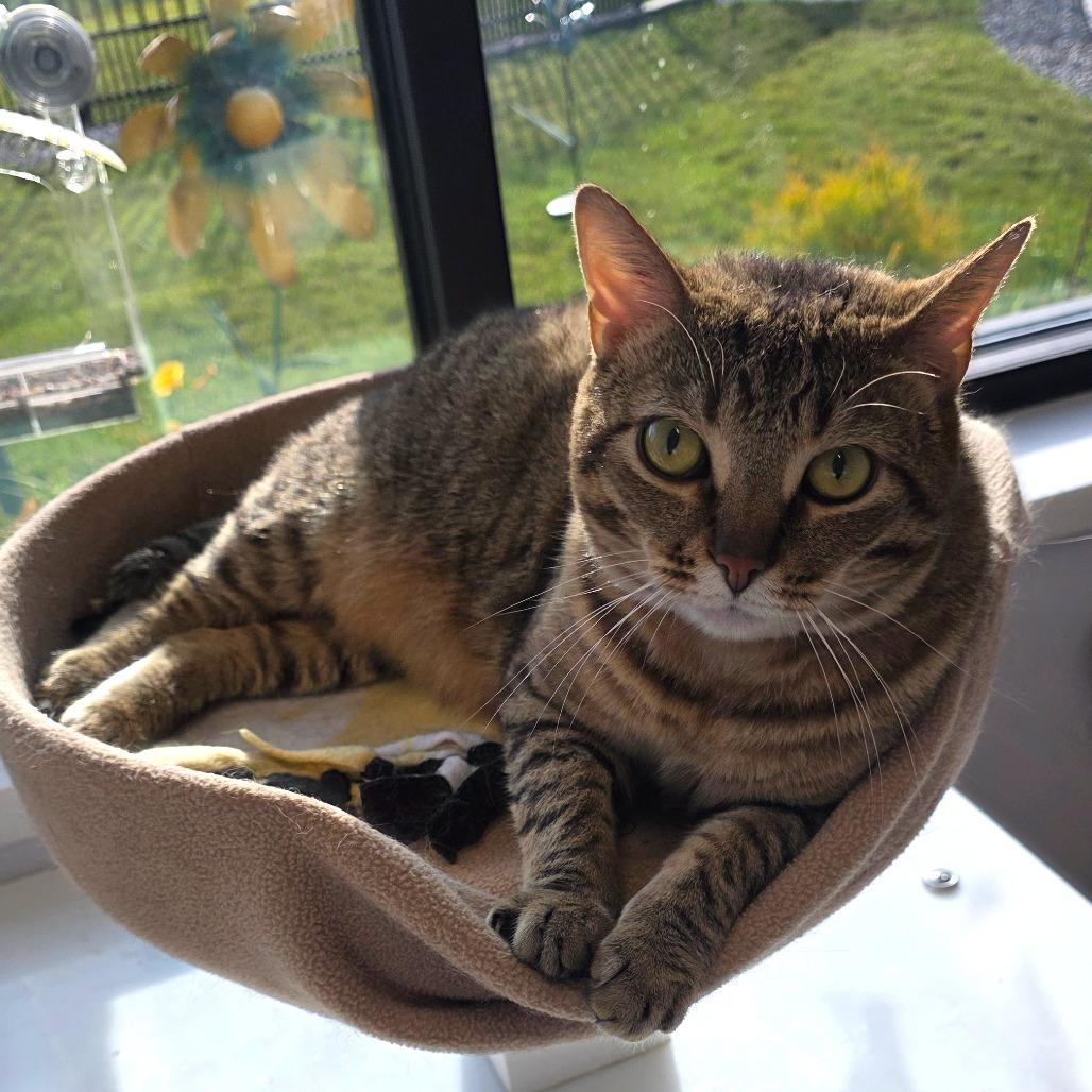 Chips, Adoptable, Adult Male Domestic Short Hair.