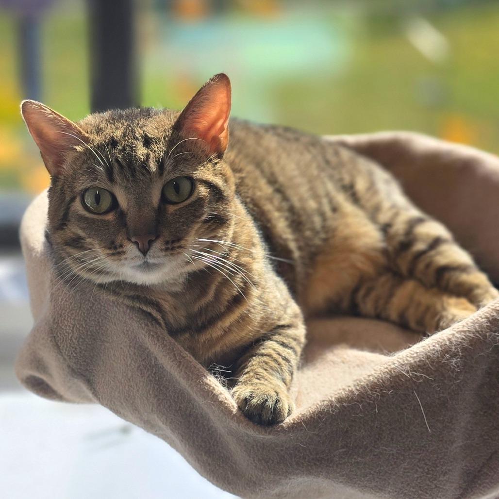 Enlarge Chips, a Adoptable Domestic Short Hair in Fort Wayne, IN image 2/5