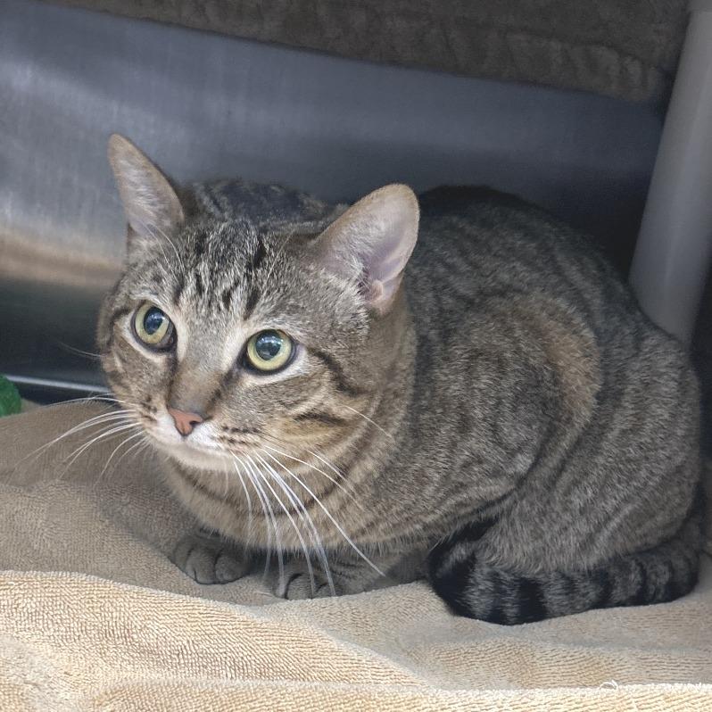 Enlarge Chips, a Adoptable Domestic Short Hair in Fort Wayne, IN image 1/1