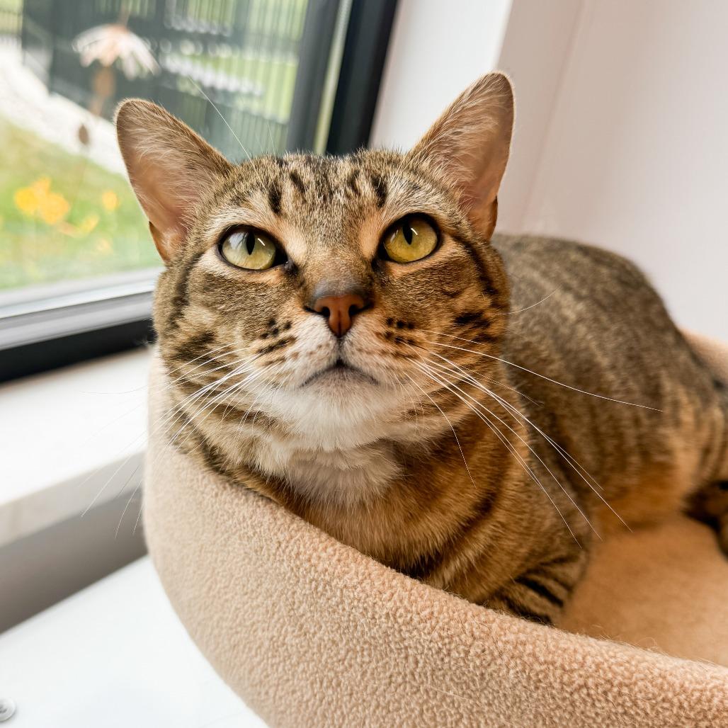 Enlarge Chips, a Adoptable Domestic Short Hair in Fort Wayne, IN image 4/5