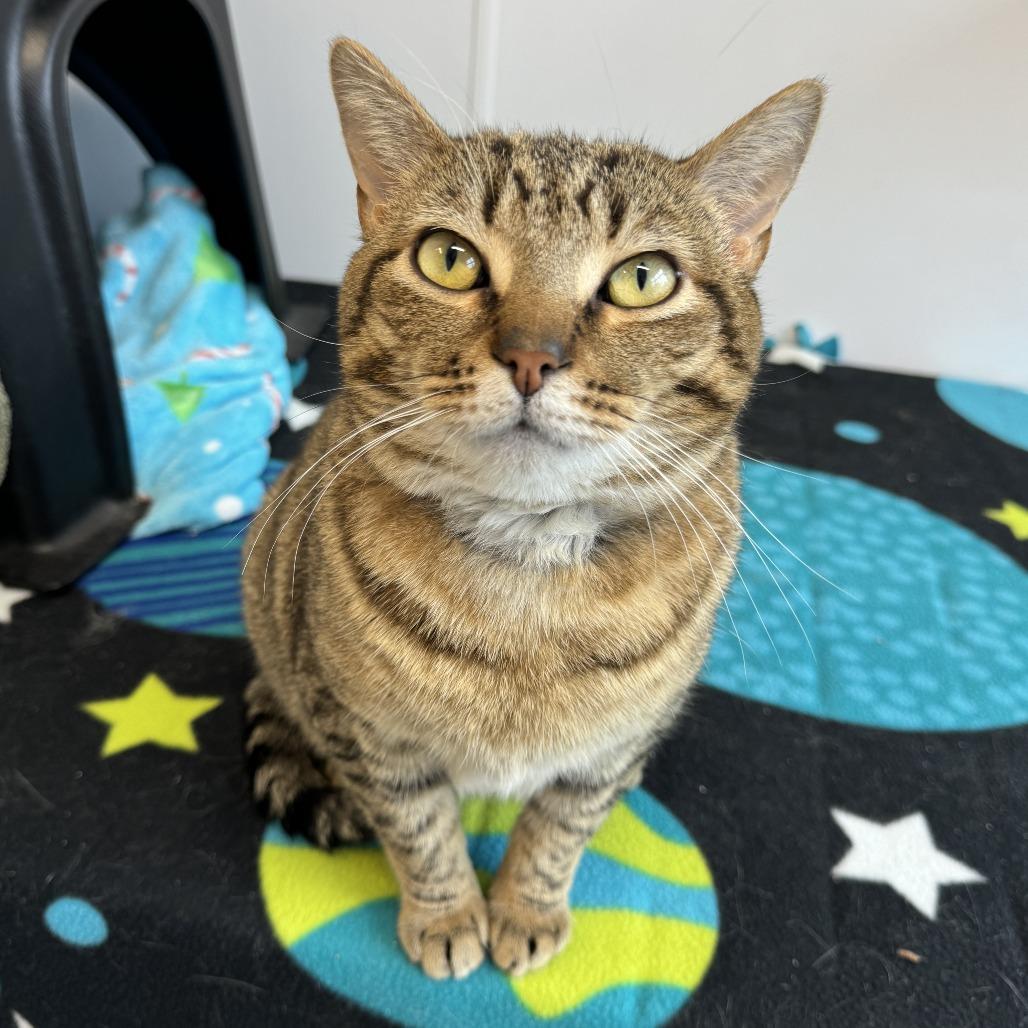Enlarge Chips, a Adoptable Domestic Short Hair in Fort Wayne, IN image 2/2