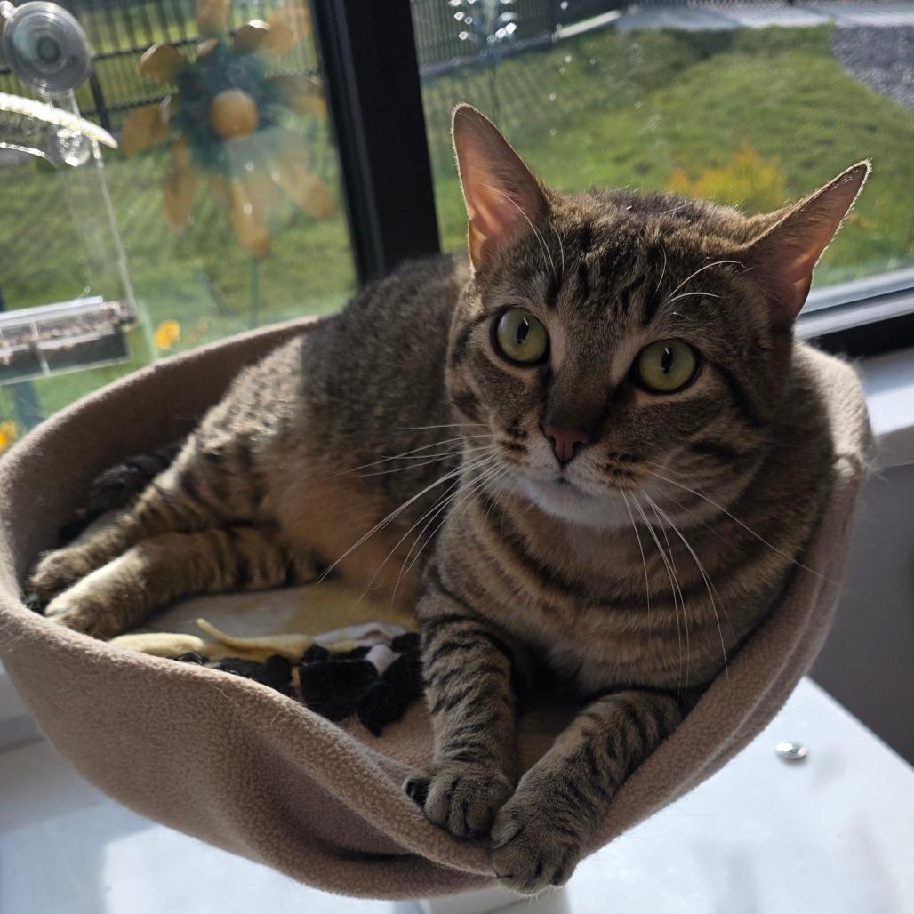 Enlarge Chips, a Adoptable Domestic Short Hair in Fort Wayne, IN image 4/5