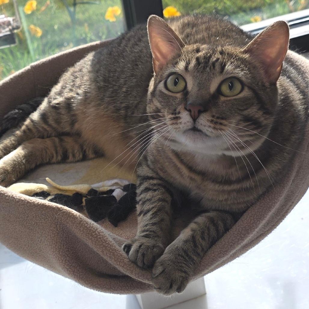 Enlarge Chips, a Adoptable Domestic Short Hair in Fort Wayne, IN image 5/5