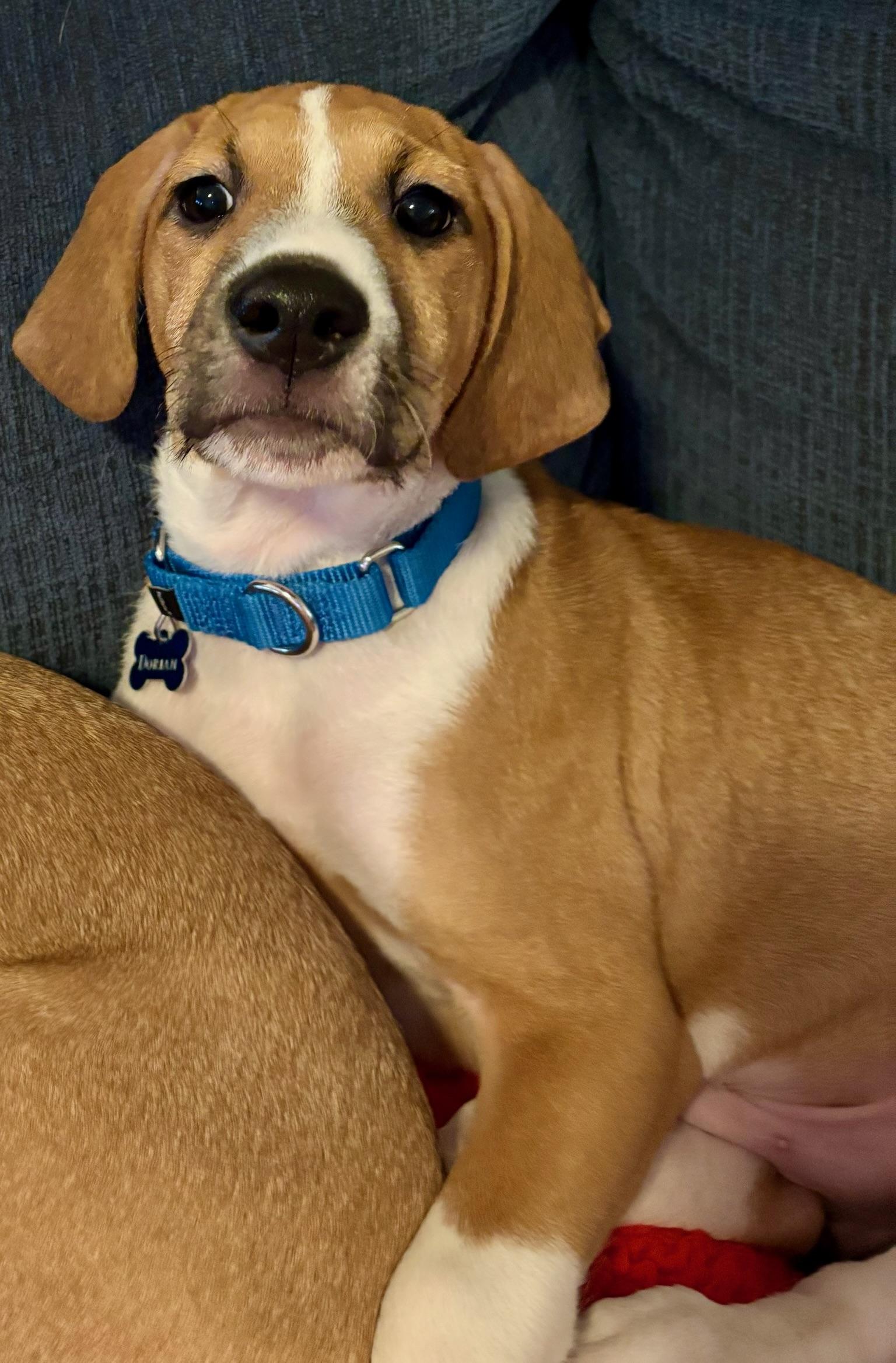 Dorian, an adopted mixed breed in Hickory, NC image 3/4