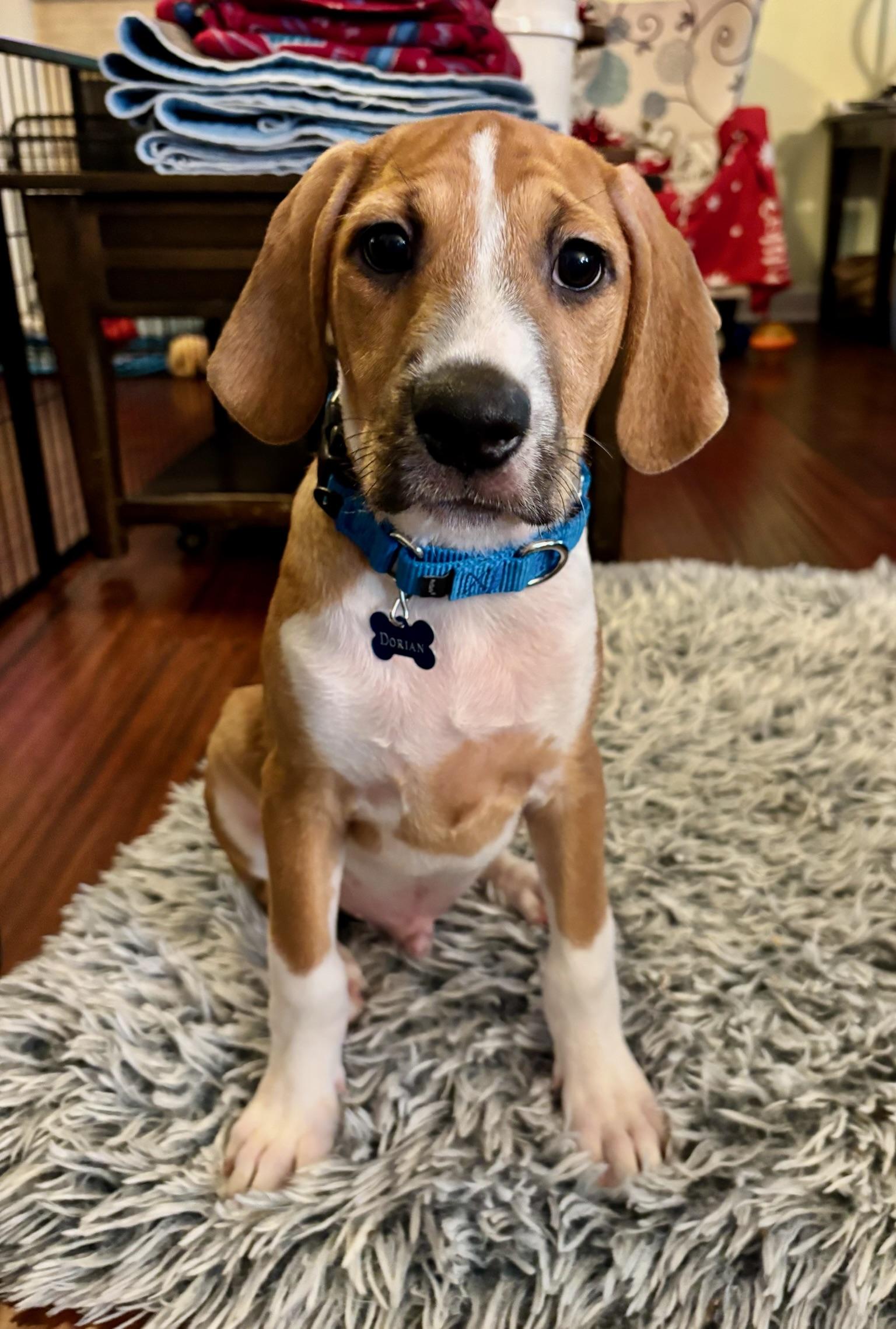 Dorian, an adopted mixed breed in Hickory, NC image 4/4