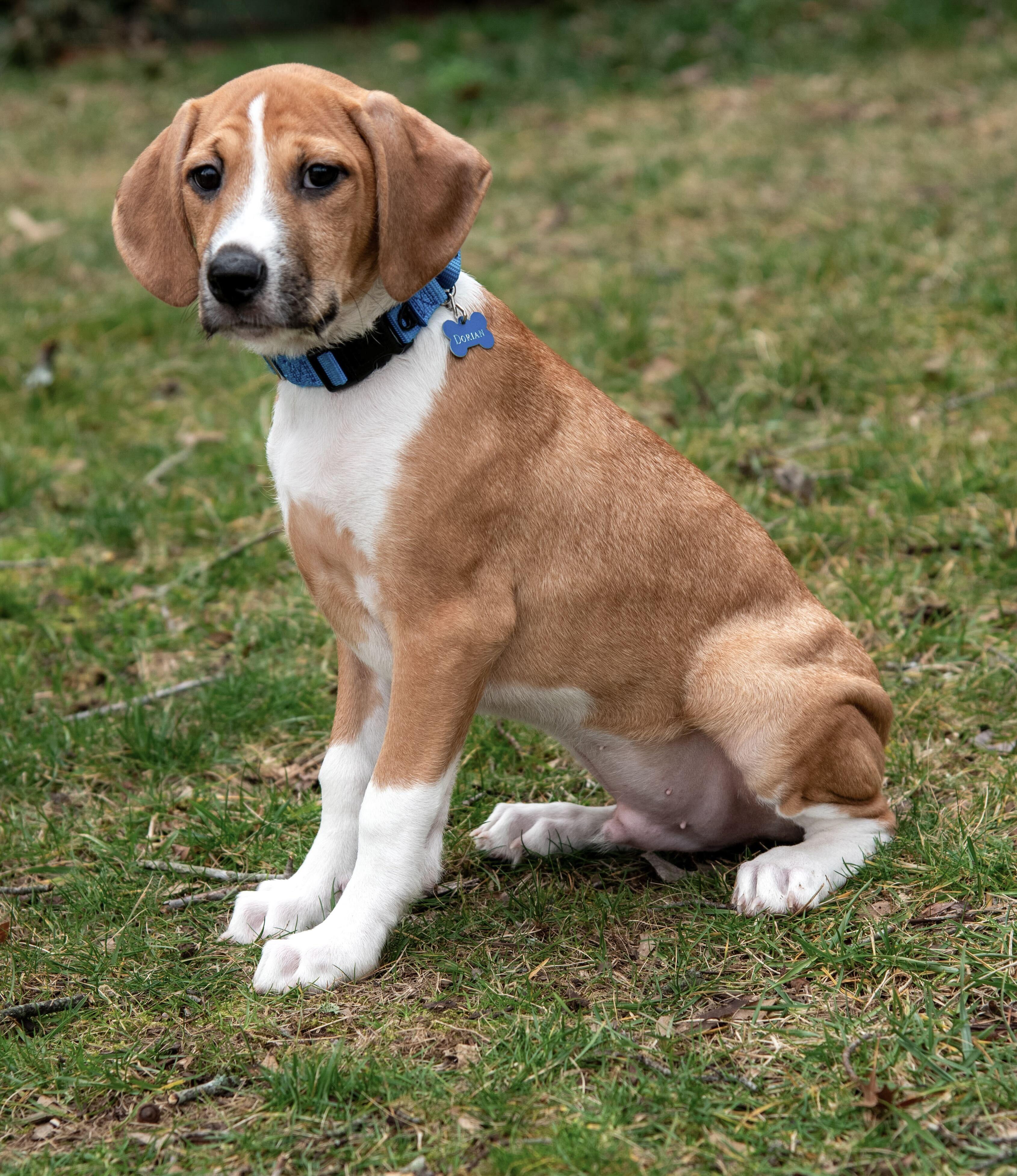Dorian, an adopted mixed breed in Hickory, NC image 2/4