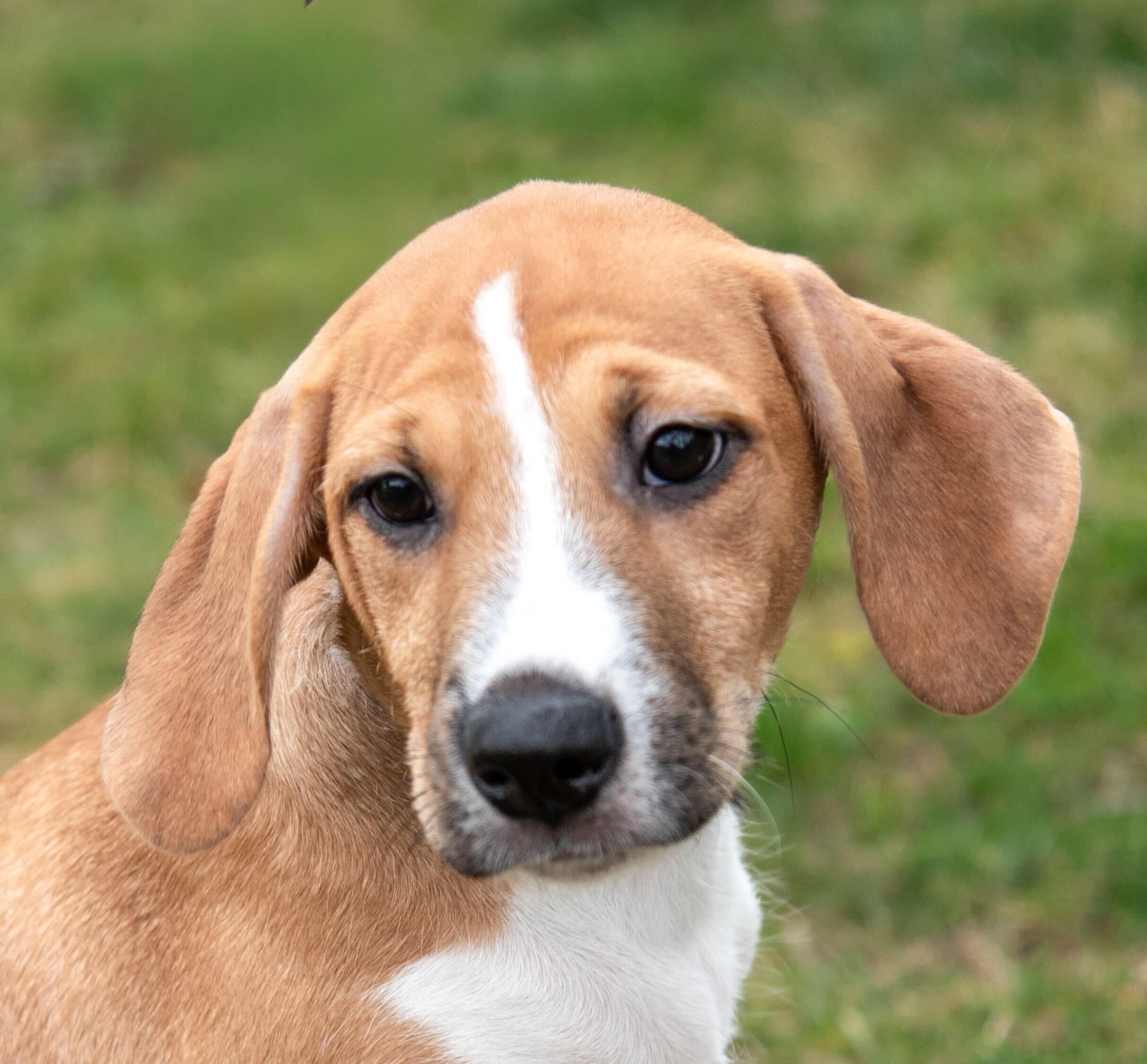 Dorian, an adopted mixed breed in Hickory, NC image 1/4