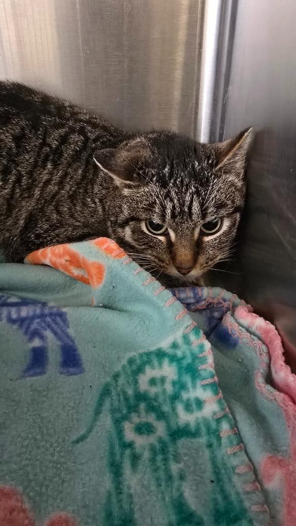 Enlarge Gris, a Adoptable mixed breed in Virginia, MN image 1/1