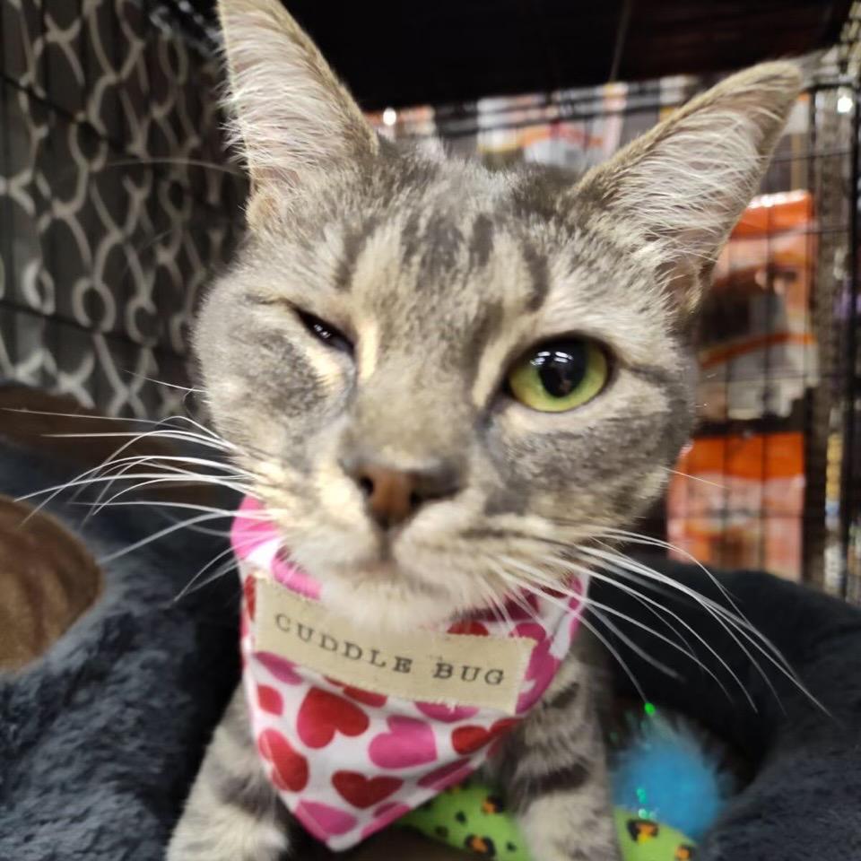 Enlarge Sylvia, a Adoptable Domestic Short Hair in Bountiful, UT image 1/2