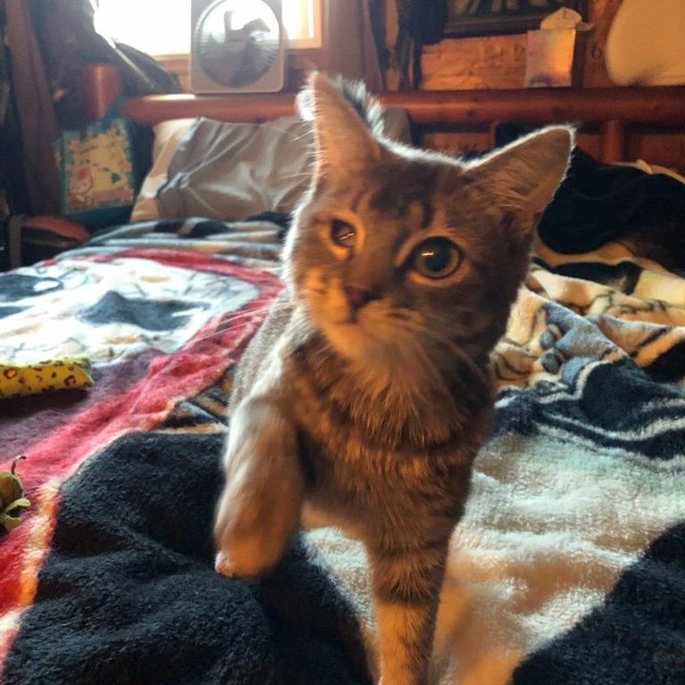 Enlarge Sylvia, a Adoptable Domestic Short Hair in Bountiful, UT image 2/2