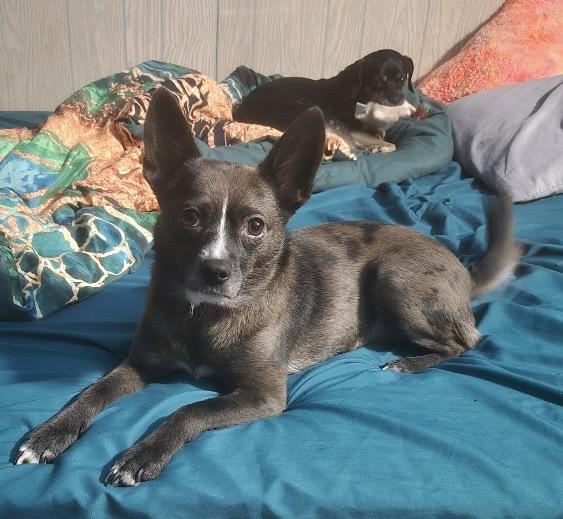 Raya, ADOPTABLE, Adult Female Chihuahua.