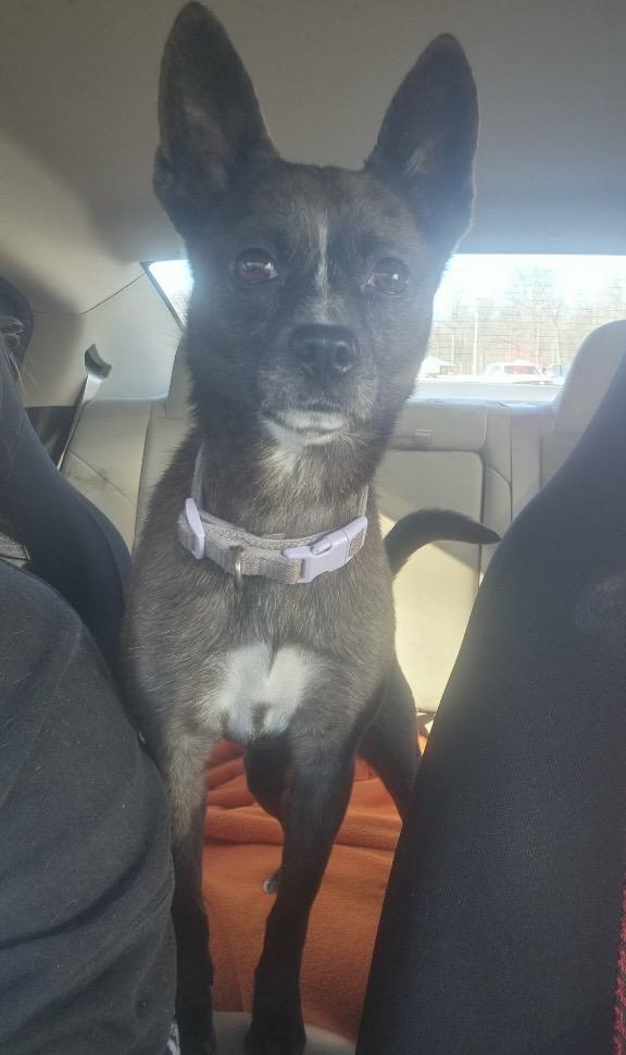 Enlarge Raya, a ADOPTABLE mixed breed in Fremont, OH image 3/4