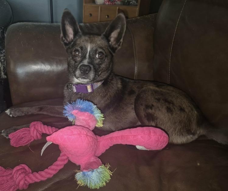 Enlarge Raya, a ADOPTABLE mixed breed in Fremont, OH image 4/4
