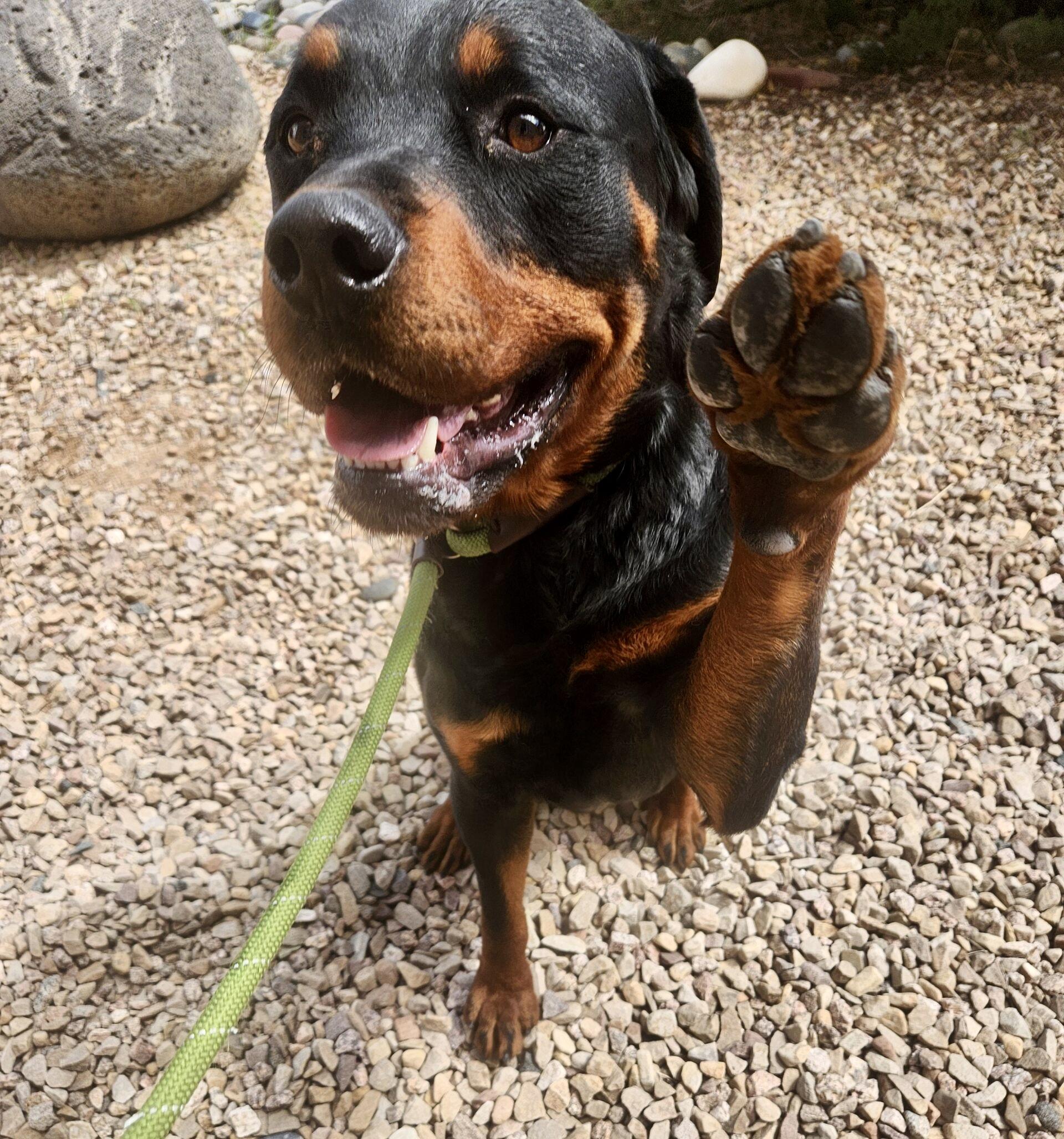 Earl, Adult Male Rottweiler
