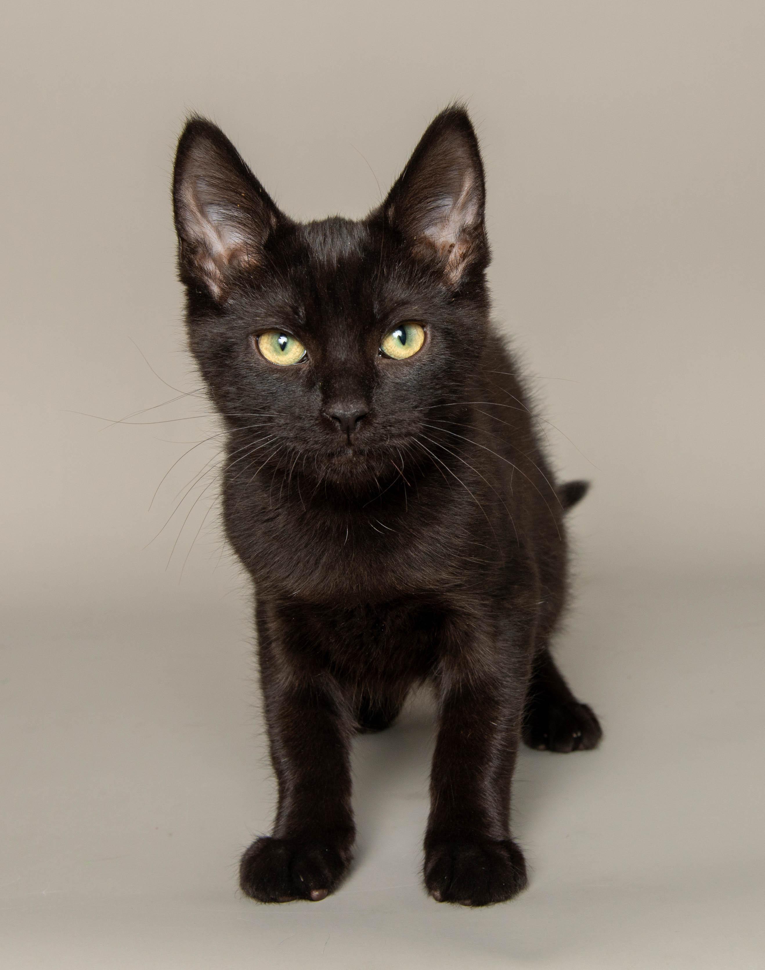 SARA, an adopted Domestic Short Hair in Wyandotte, MI image 2/3