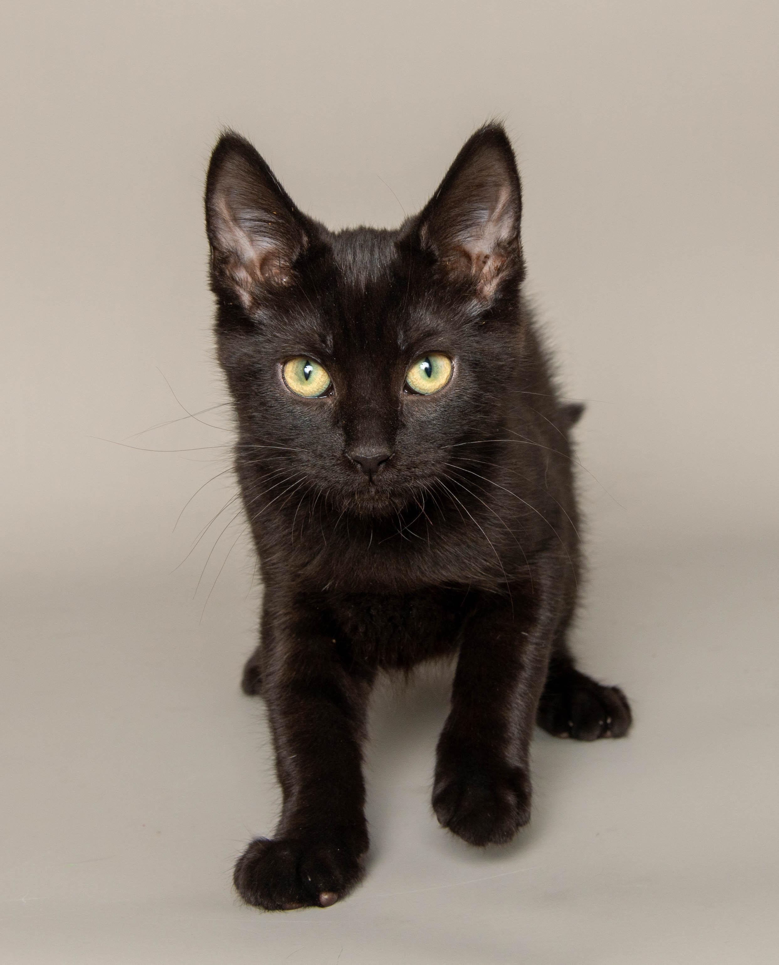 SARA, an adopted Domestic Short Hair in Wyandotte, MI image 3/3