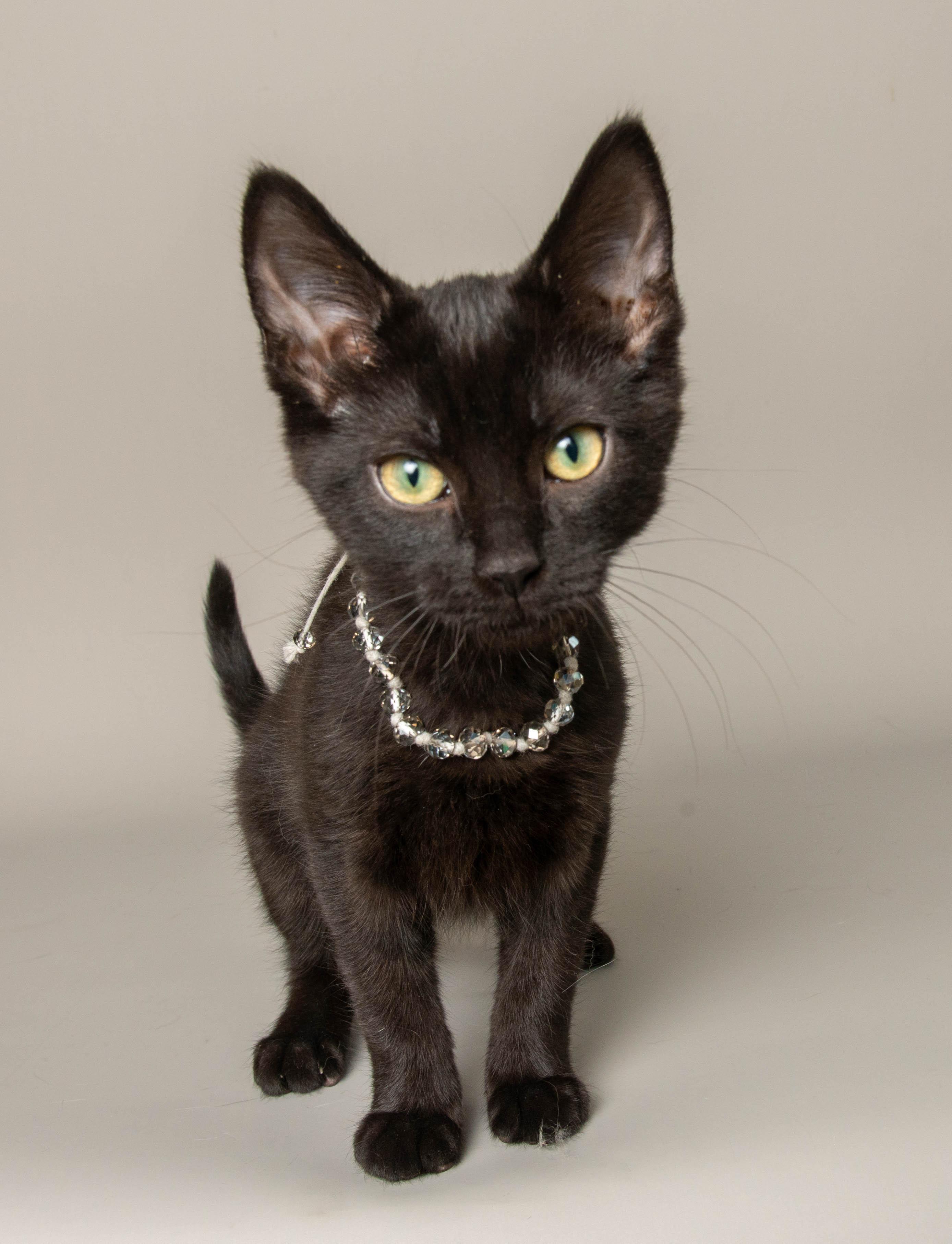 SARA, adopted, Kitten Female Domestic Short Hair.