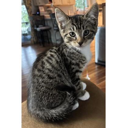 Enlarge Josie River, adopt with Jessie, a Adoptable mixed breed in Hudson, MA image 2/2