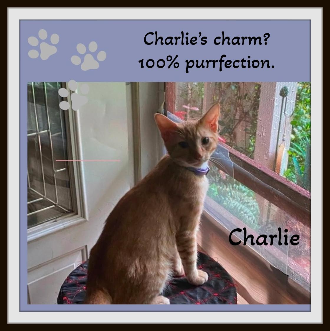 Enlarge The ginger duo everyone dreams of — Sam & Charlie., a Adoptable Domestic Short Hair in Winston Salem, NC image 6/6
