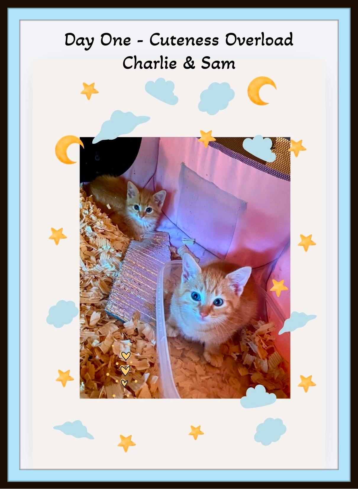 Enlarge The ginger duo everyone dreams of — Sam & Charlie., a Adoptable Domestic Short Hair in Winston Salem, NC image 5/6