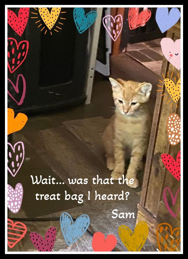 Enlarge The ginger duo everyone dreams of — Sam & Charlie., a Adoptable Domestic Short Hair in Winston Salem, NC image 3/6
