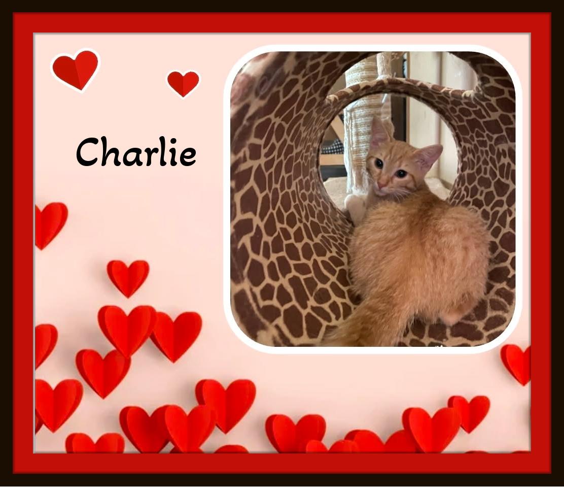 Enlarge The ginger duo everyone dreams of — Sam & Charlie., a Adoptable Domestic Short Hair in Winston Salem, NC image 2/6
