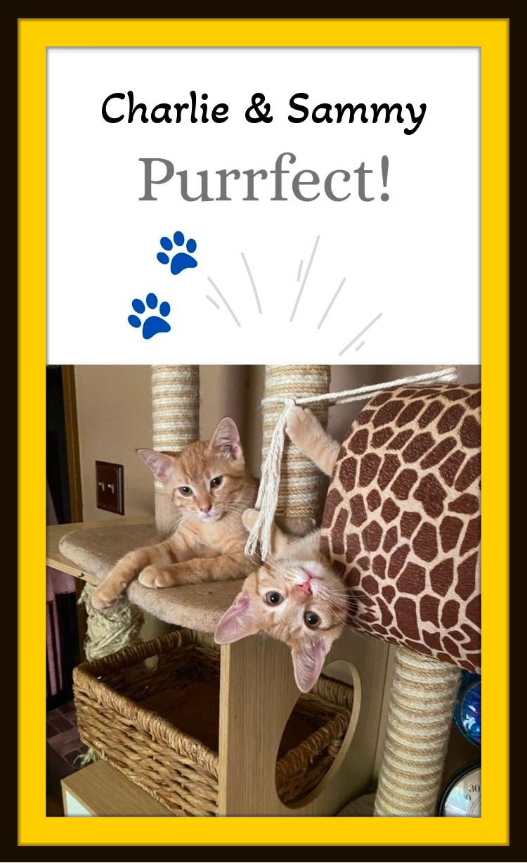 The ginger duo everyone dreams of — Sam & Charlie., Adoptable, Kitten Male Domestic Short Hair.