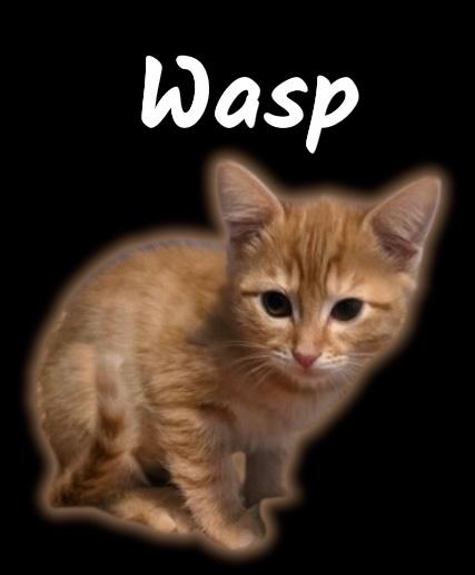 Wasp, adoptable, Kitten Female Domestic Short Hair.