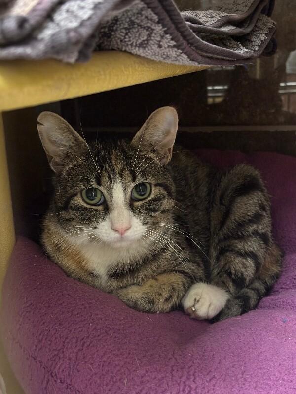 Enlarge Lannister, a Adoptable Domestic Short Hair in Westminster, CO image 1/6