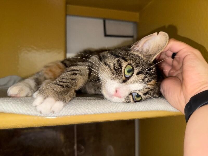 Enlarge Lannister, a Adoptable Domestic Short Hair in Westminster, CO image 2/6