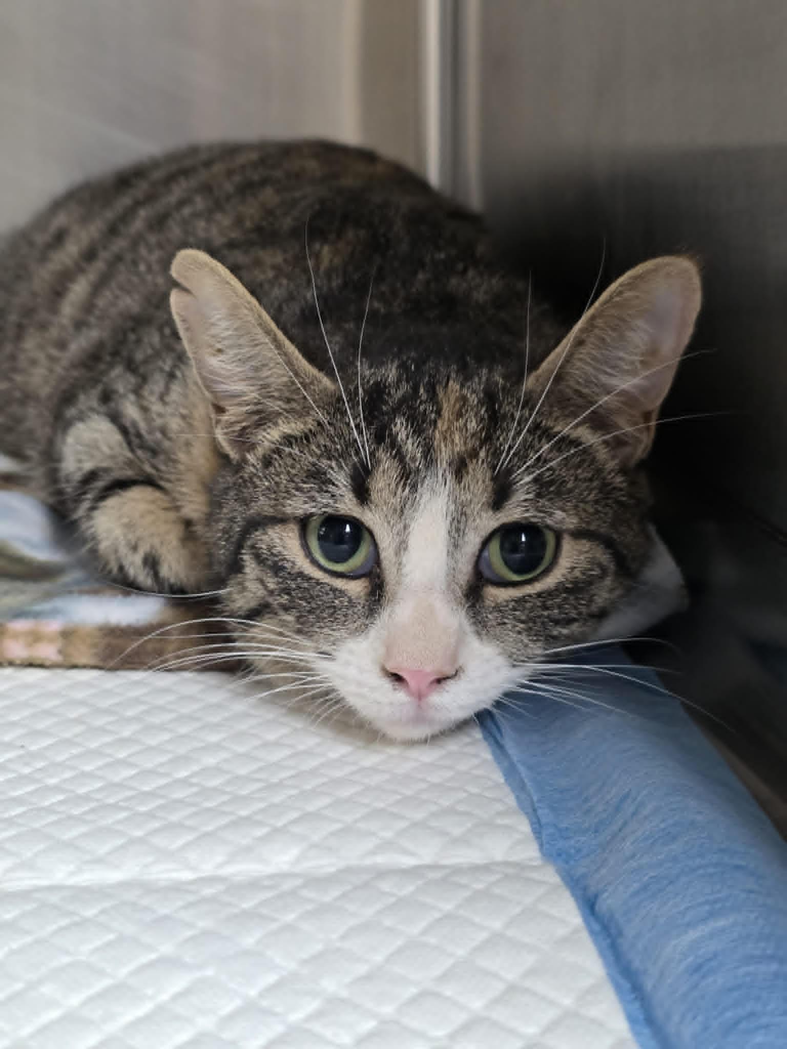 Lannister, Adoptable, Adult Female Domestic Short Hair.