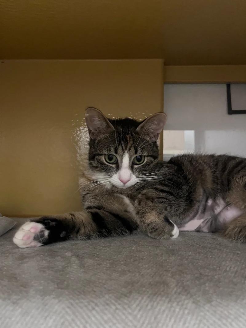 Enlarge Lannister, a Adoptable Domestic Short Hair in Westminster, CO image 3/6