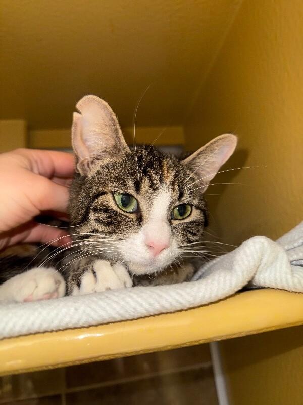 Enlarge Lannister, a Adoptable Domestic Short Hair in Westminster, CO image 4/6