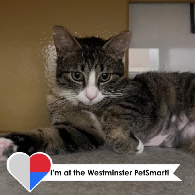 Enlarge Lannister, a Adoptable Domestic Short Hair in Westminster, CO image 5/6