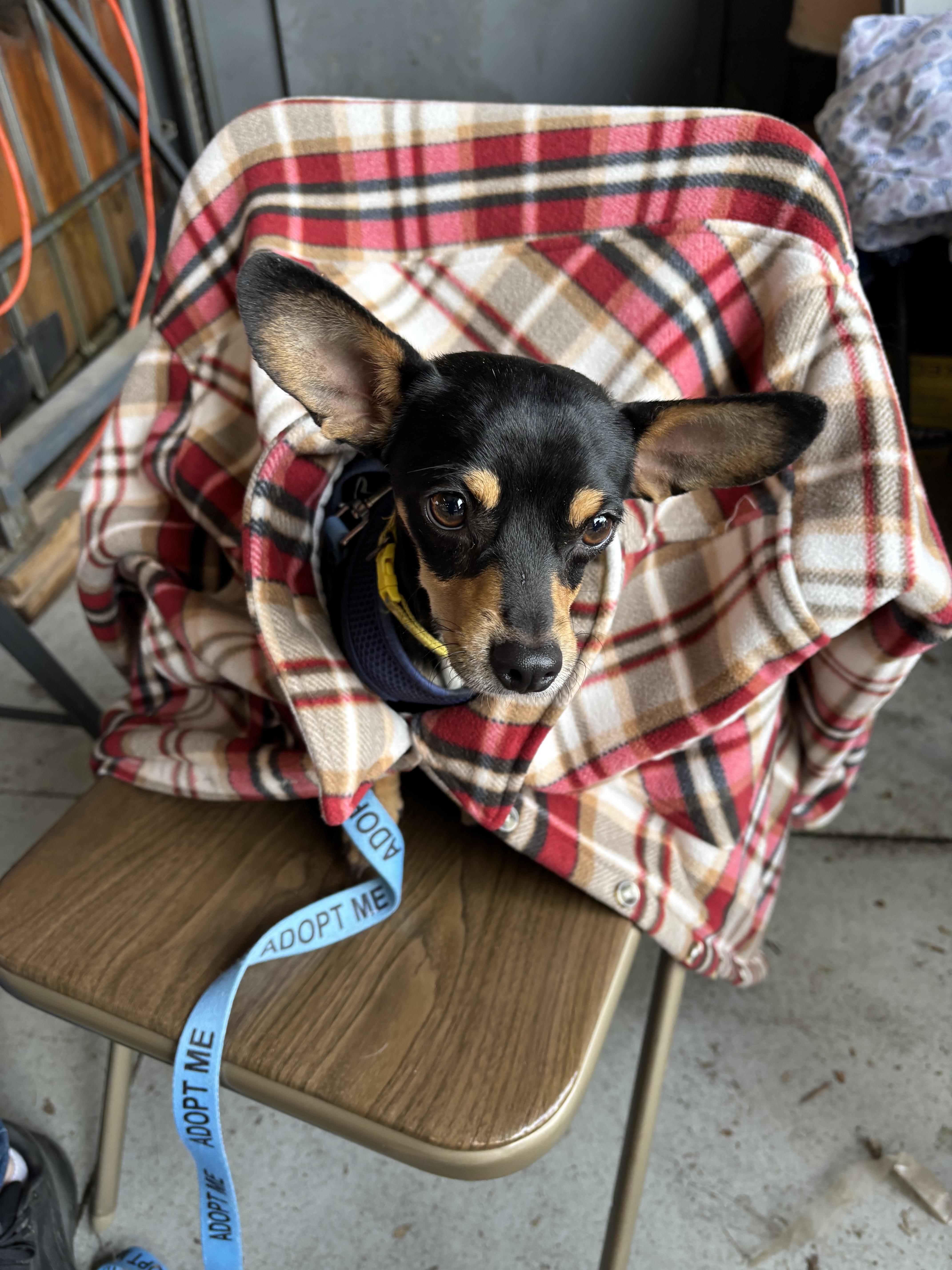 Tango, ADOPTABLE, Adult Male Chihuahua & Miniature Pinscher.