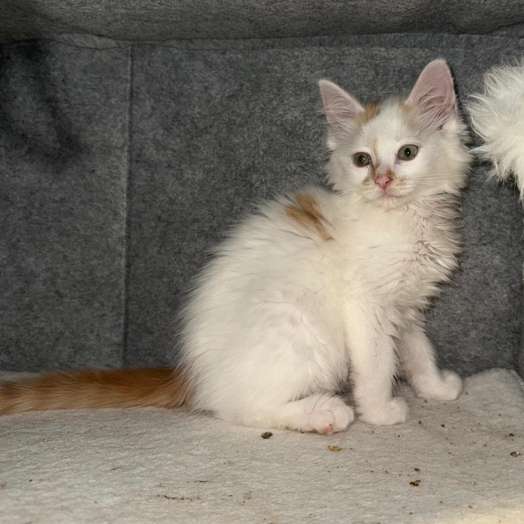 Anarchy, a Adoptable Domestic Long Hair in Kansas City, MO image 1/3