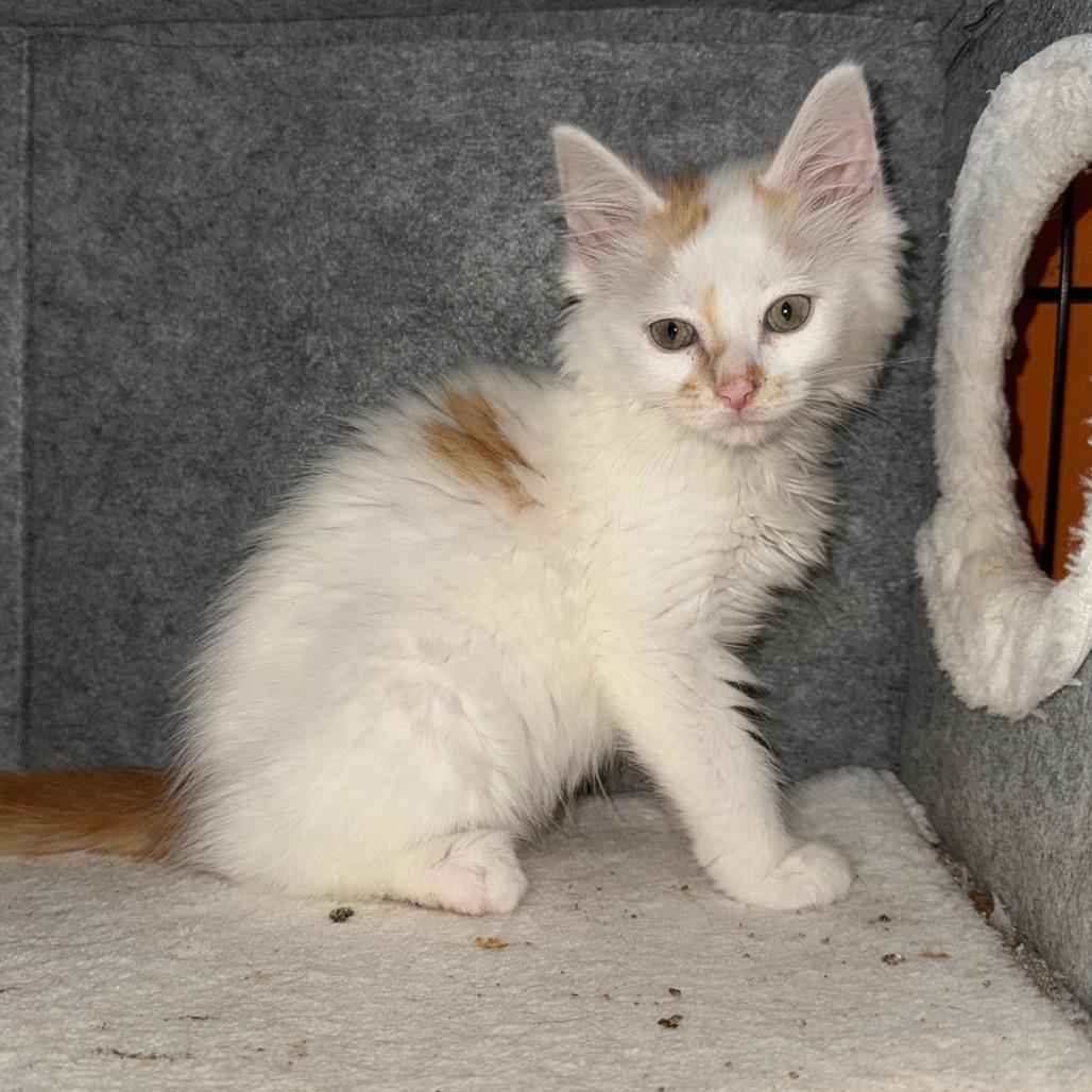 Anarchy, a Adoptable Domestic Long Hair in Kansas City, MO image 2/3