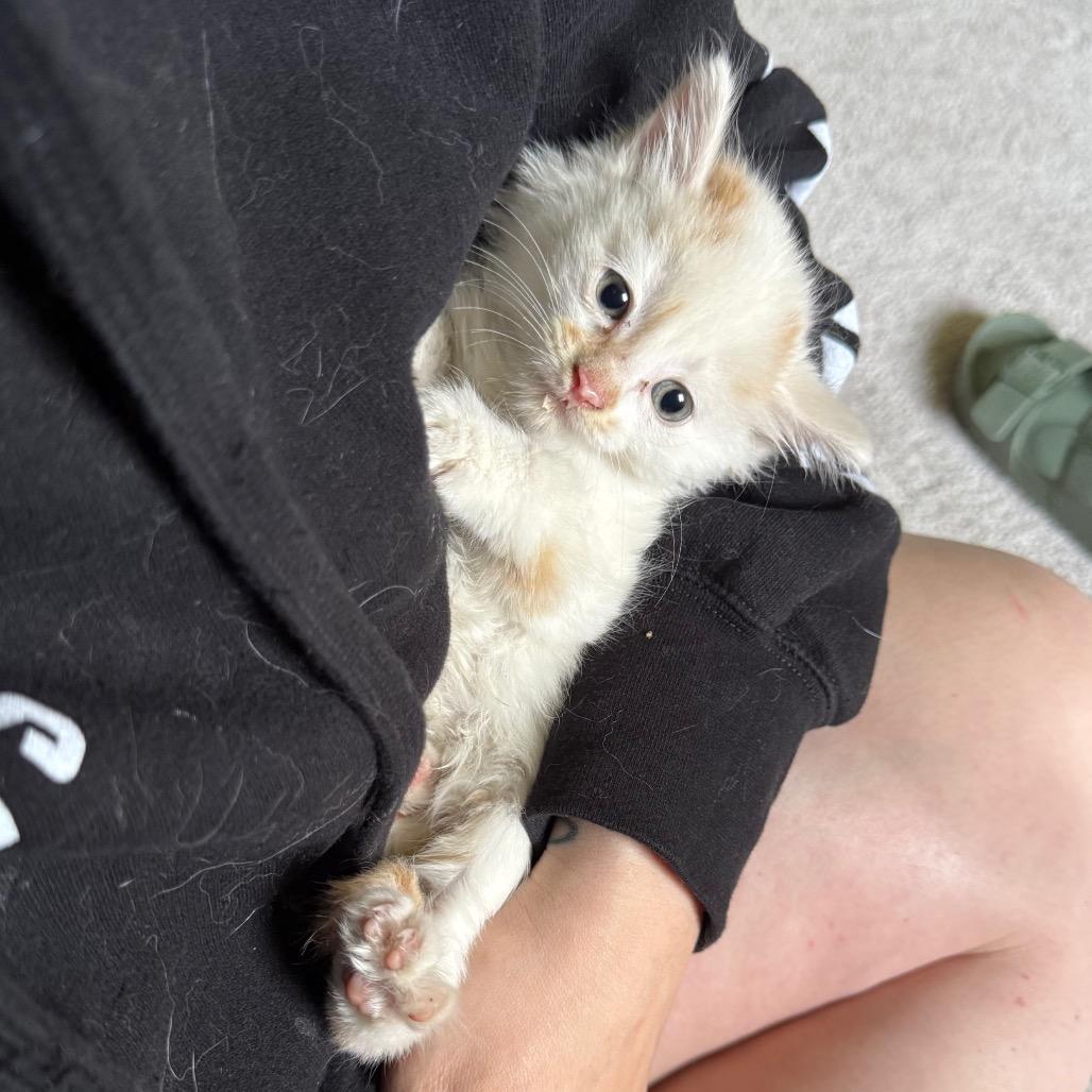 Anarchy, a Adoptable Domestic Long Hair in Kansas City, MO image 3/3