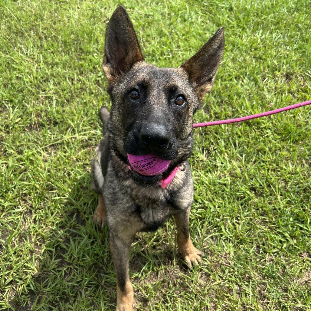 Enlarge Karma, a Adoptable mixed breed in Hattiesburg, MS image 1/4