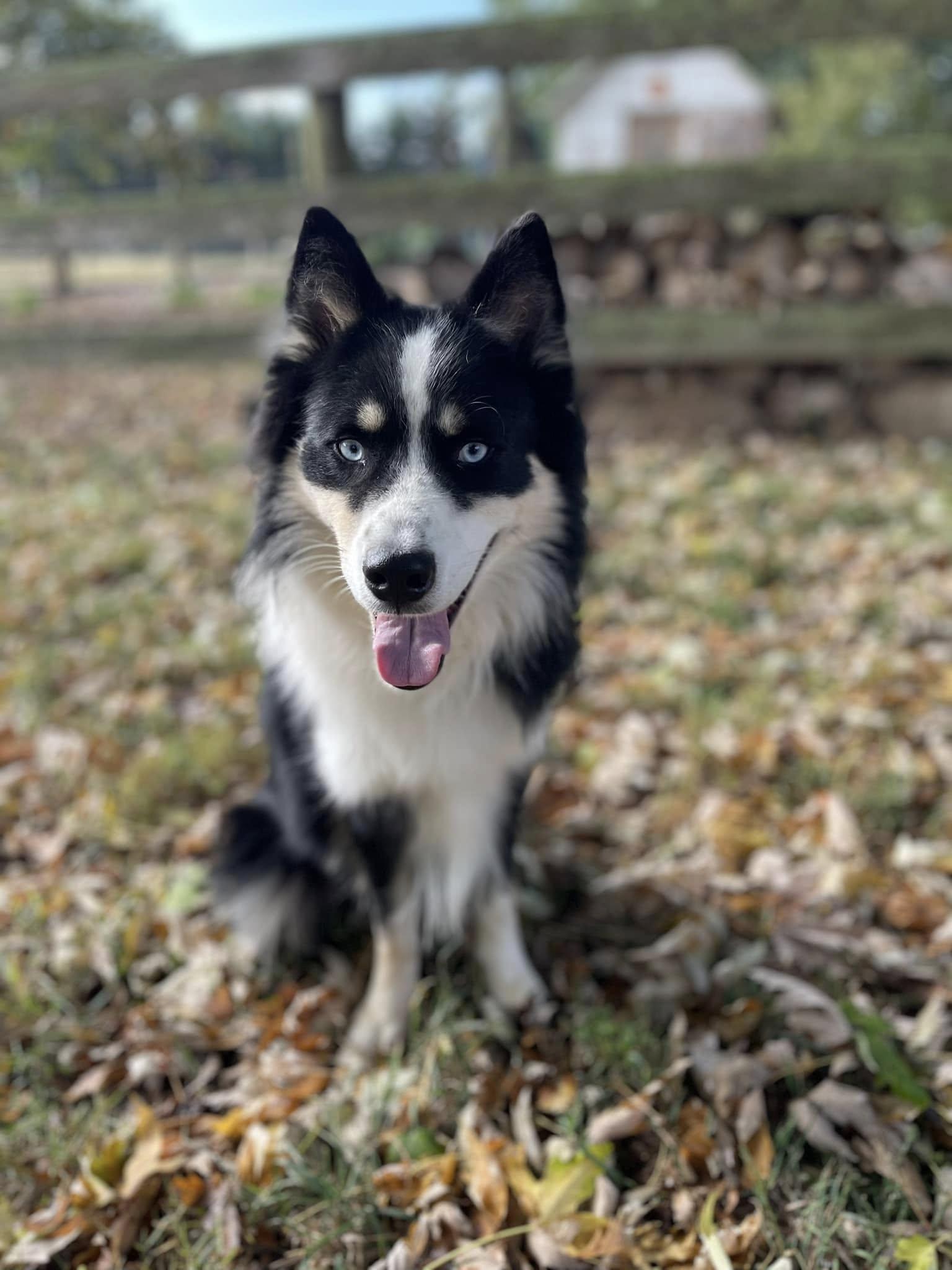 Clever, Adoptable, Young Male Mixed Breed.