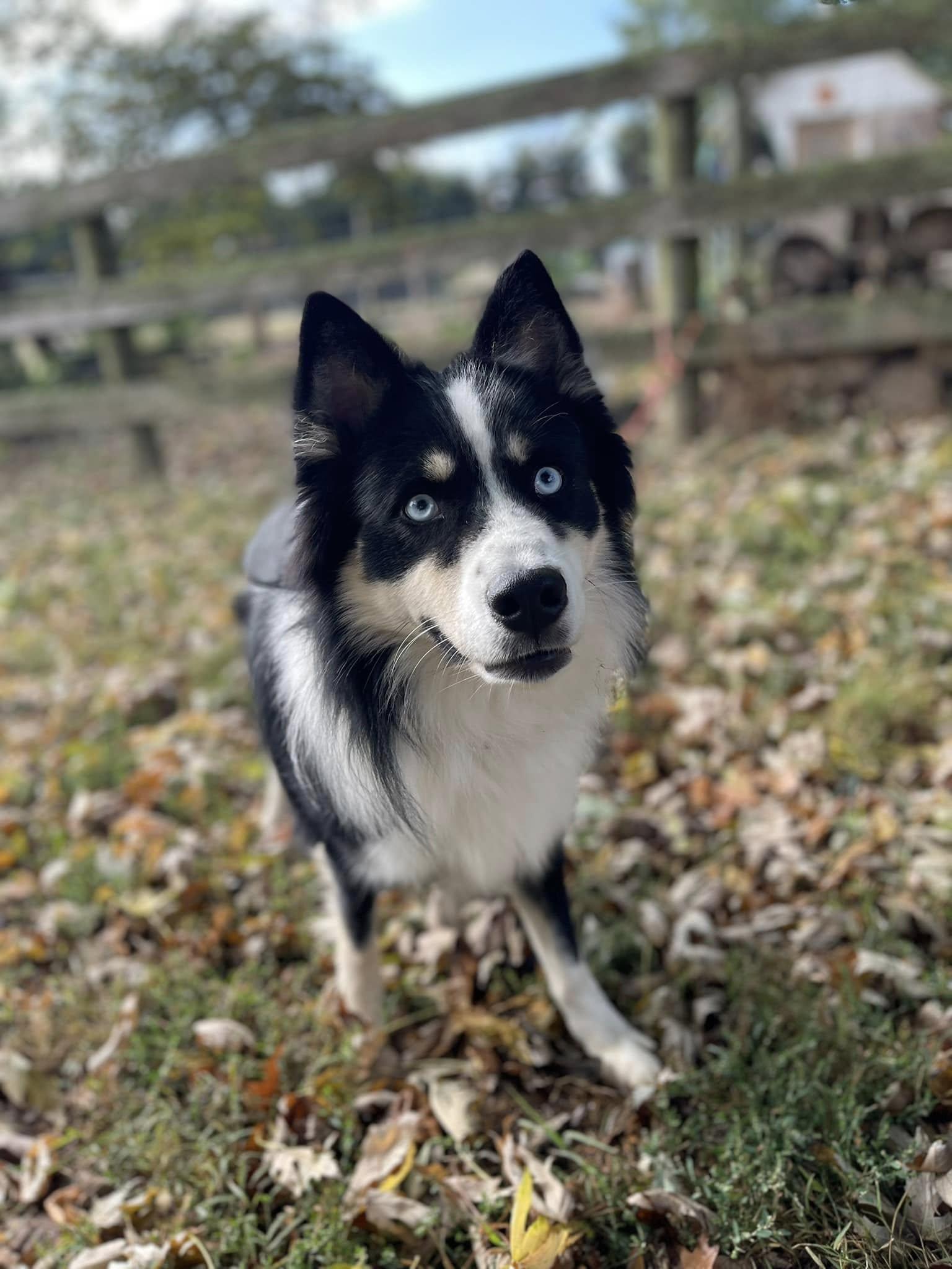 Enlarge Clever, a Adoptable Mixed Breed in Chestertown, MD image 5/5
