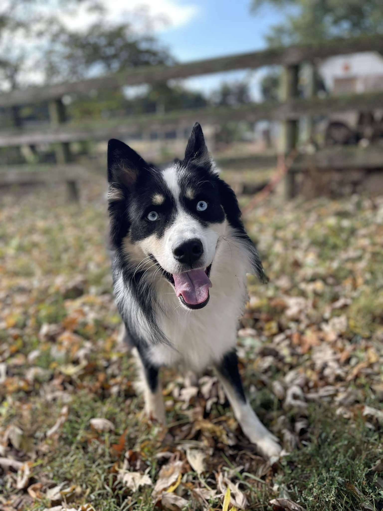 Enlarge Clever, a Adoptable Mixed Breed in Chestertown, MD image 4/5