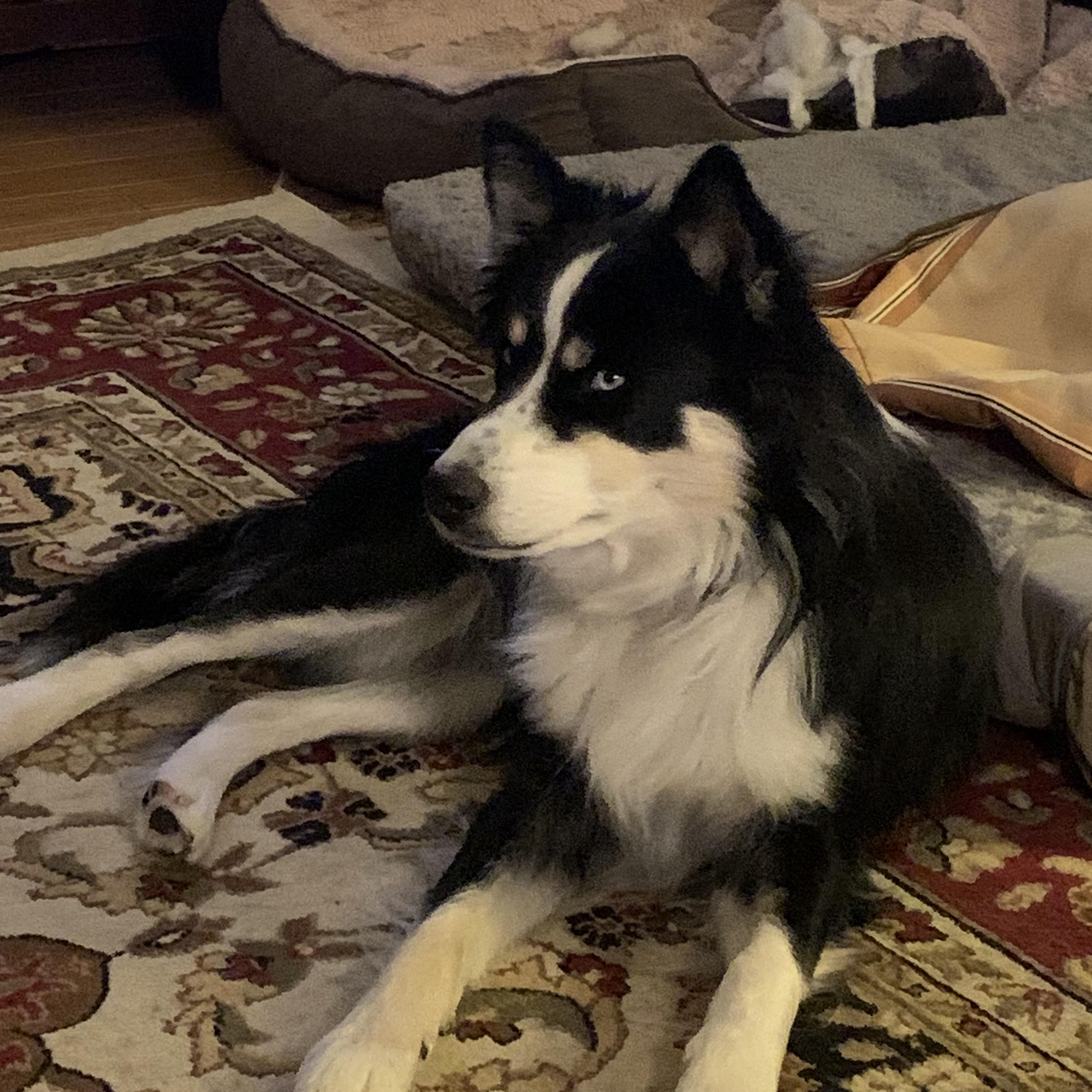 Enlarge Clever, a Adoptable Mixed Breed in Chestertown, MD image 1/5