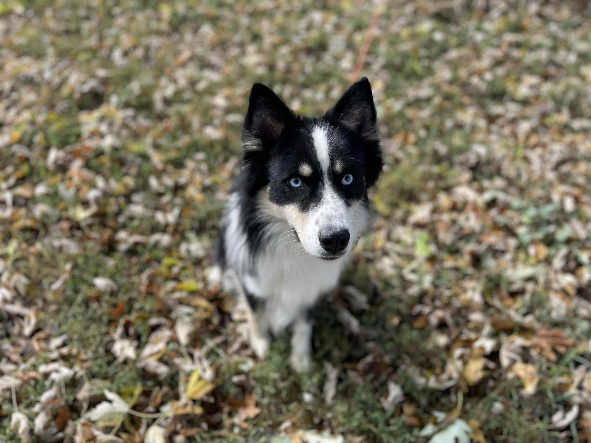 Enlarge Clever, a Adoptable Mixed Breed in Chestertown, MD image 3/5