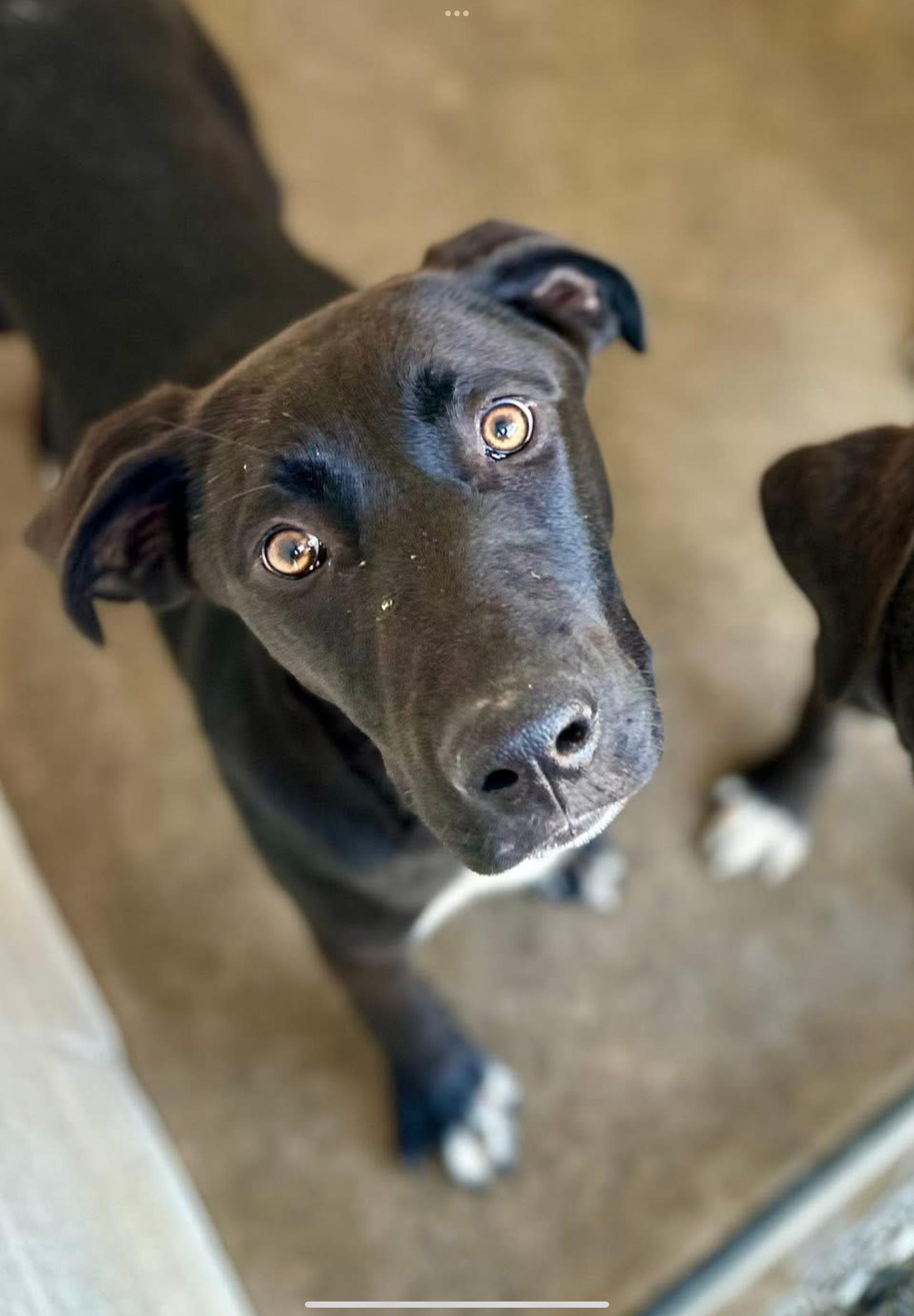 Enlarge Allie, a ADOPTABLE mixed breed in Sherman, TX image 1/1